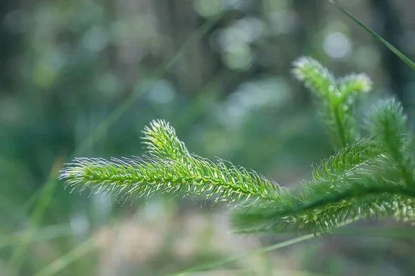 Pianta Verde Foresta Bella Pianta Mattinata Luminosa Pianta Splende Sole — Foto Stock