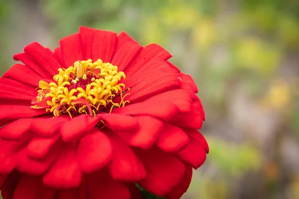 美しい花は近いです 庭の赤い花 マクロ写真 — ストック写真