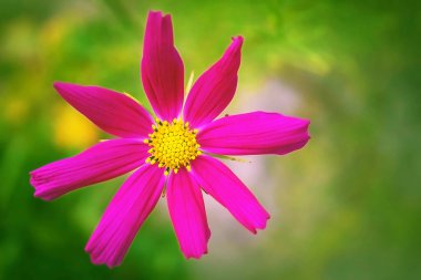 Pembe güzel parlak bir çiçektir. Ayrıntılı fotoğraflanmış pembe çiçek