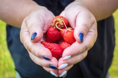 Elimde çilek var. Çilek kırmızısı. Çilekleri avuçlarının içinde tut.