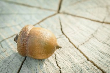 Ahşap bir yüzeyde duran meşe palamudu. Sonbahar yılın zamanıdır.