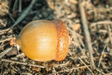 Kahverengi sonbahar palamudu. Şapkalı yuvarlak meşe palamudu. Palamut yalan söylüyor.