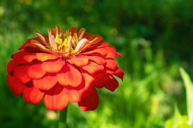 Büyüleyici binbaşı. Güzel kırmızı bir çiçek. Şefkatli ve kırılgan