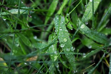 Çimlere sabah çiği düşer. Serin sabah