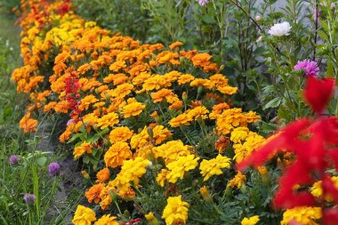 Sarı çiçekli çiçek tarlası. Çiçek sırası. Çiçek tarhında kadife çiçekleri