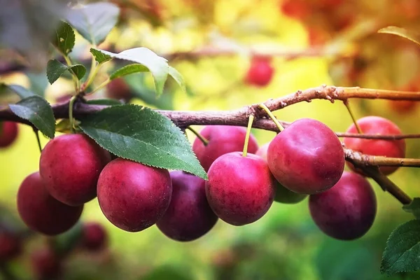 Heerlijke Pruimen Takken Van Boom Nuttig Gevitamineerd Fruit Gezond Eten — Stockfoto