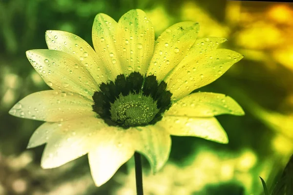 Крупный План Красивого Цветка Утренняя Роса Капли Дождя Лепестках — стоковое фото