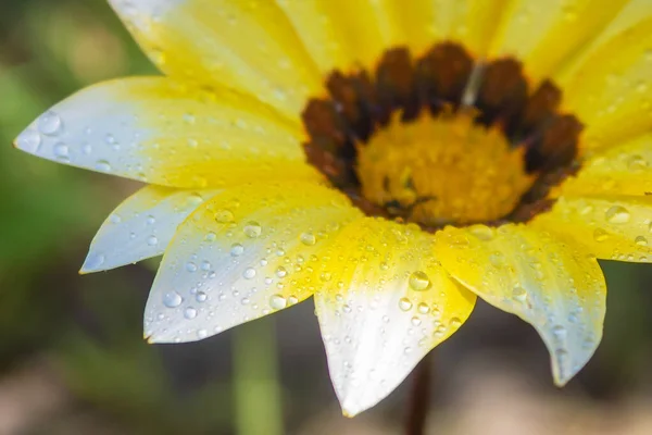 Макро Лепестков Утренняя Солнечная Погода Лепестки Цветов Росе — стоковое фото