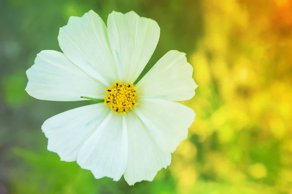 Цветок Белыми Лепестками Солнечный Свет Цветке Солнечный Теплый День — стоковое фото
