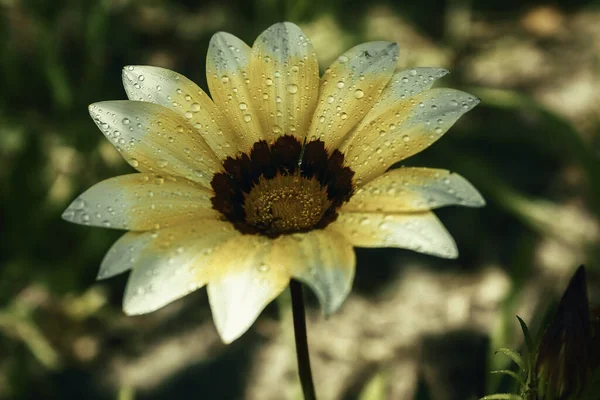 Çiçek Yaprakları Çok Güzel Yaprakların Üzerine Yağmur Damlası Güneşli Sabah — Stok fotoğraf