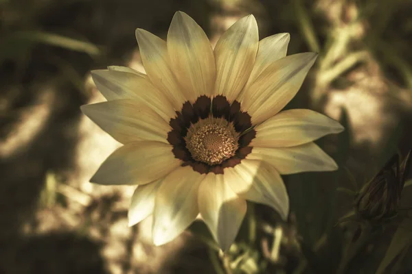 Цветок Жёлтыми Лепестками Красивые Лепестки Цветочного Градиента Цветущие Цветы — стоковое фото