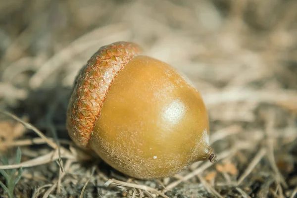 Primer Plano Una Bellota Bellota Otoño Bellota Marrón —  Fotos de Stock