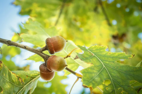 Drie Herfsteikels Een Boom Boom Tak Met Eikels — Stockfoto