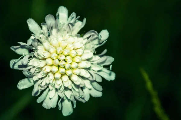 Макрозйомка Квітів Крупним Планом Вид Квітку Біла Квітка Пелюстках — стокове фото