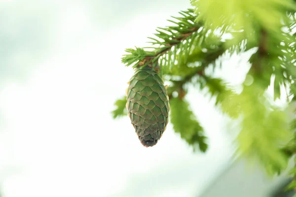 Зелений Молодий Ялиновий Конус Конус Висить Дереві — стокове фото