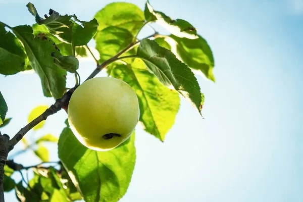 Zomer Oogst Appels Een Boom — Stockfoto