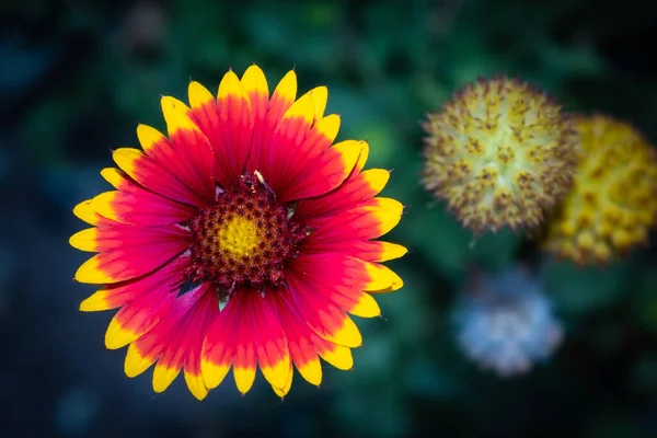 Echinacea Erbacea Fiore Colorato Delicato — Foto Stock