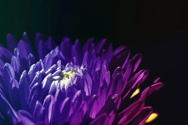 Тонкий Астер Фиолетовый Цветок Мбаппе Очарование — стоковое фото