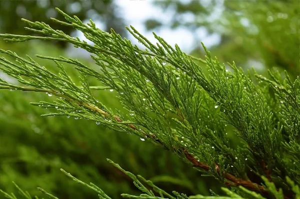 トゥヤの木 露滴と緑の小枝 — ストック写真