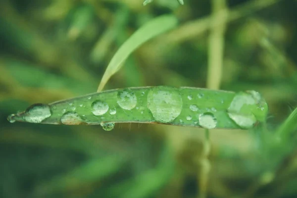 落下傘 草の葉の一滴 — ストック写真