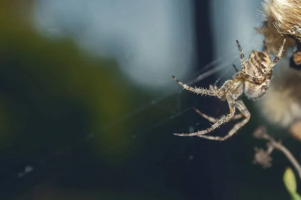 Teia Aranha Uma Pequena Aranha Uma Teia Encantadora Segura — Fotografia de Stock