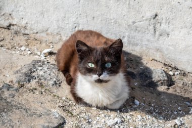 Sokakta oturan siyah beyaz kedi. Kedi güneşin altında güneşleniyor.