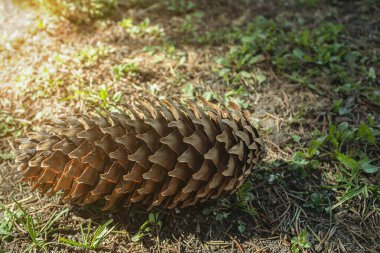 Ormanda ladin külahı. Güneşin altında güzel bir tümsek