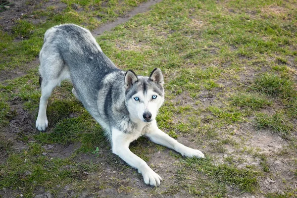Young Dog Wants Play Dog Breed Beautiful Dog — Stock Photo, Image