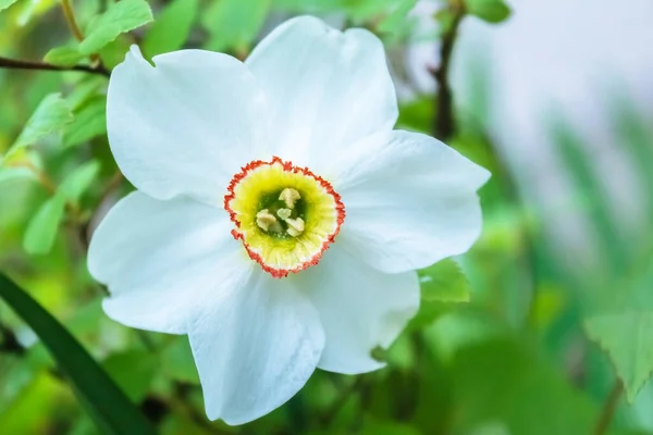 Une Fleur Blanche Pétales Fleurs Blanches Image Gros Plan Une — Photo