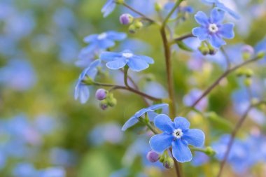 Mavi güzel yaz çiçekleri. Bahçedeki mavi çiçekler. Bir çiçeğin yakın plan görüntüsü