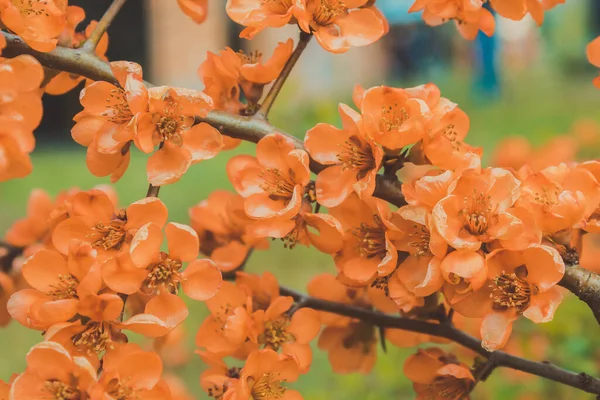 Gyönyörű Virágcserje Sok Szép Virág Tavasszal Virágoznak Virágok — Stock Fotó