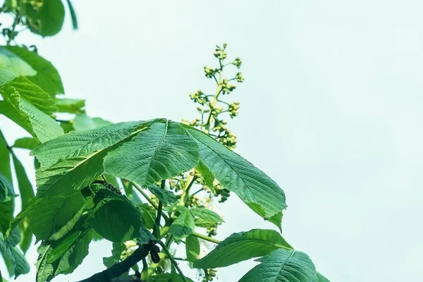 Wide Chestnut Leaves Chestnut Leaves Summer Green Leaves Sky Background — Zdjęcie stockowe