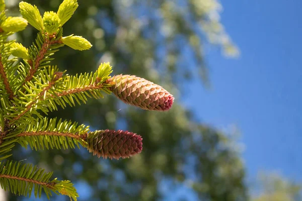 위에는 방울들이 있습니다 Prickly Spruce 브랜치 원추세포가 — 스톡 사진