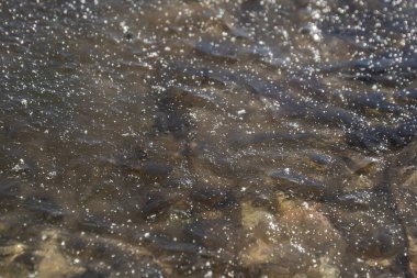 Şeffaf buz yüzeyi. Buz yüzeyinde güneş parlıyor. Kaygan yüzey. Soğuk hava.