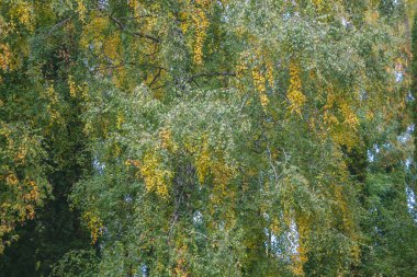 Yeşil ağaç dalları. Güzel huş yaprakları. Sonbahar huş yaprakları. Ağaç dalları