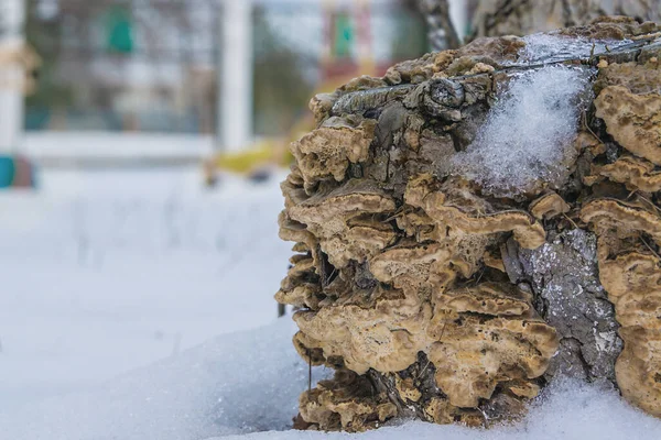 Tagliare Ceppo Nella Neve Vecchio Albero Ricoperto Funghi Albero Segato — Foto Stock