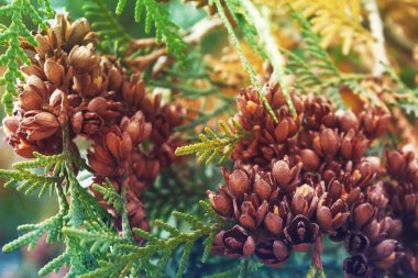 Orman ağacı dalı. Bir bitkinin ayrıntıları. Yeşil şube yaklaş. Güzel doğa.