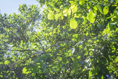Yazın gidiyor. Bir ağacın yeşil yaprakları. Güneşin altında yapraklar