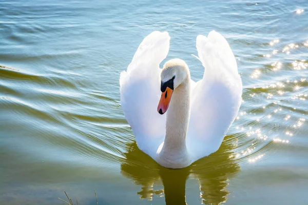 Bellissimo Cigno Sull Acqua Grosso Uccello Bianco Cigno Galleggia Sull — Foto Stock