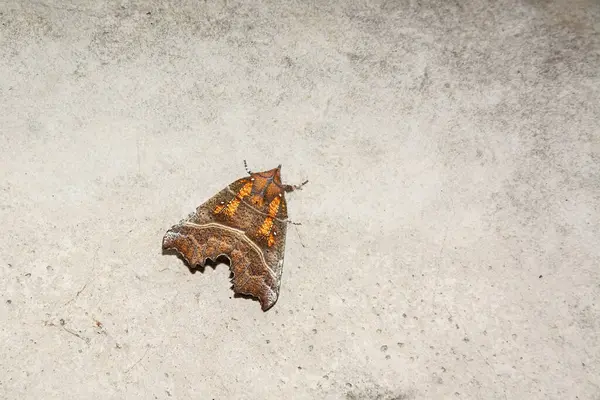 Böcek tavanda uyur. Güzel kanatlar. Eklembacaklı böcek.