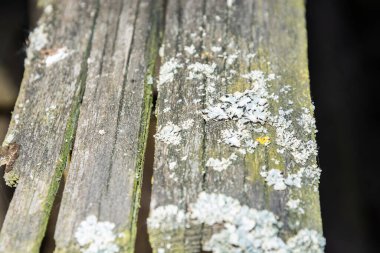 Eskimiş ahşap. Ağaçta yosun var. Ağaç yosunla kaplanmış.