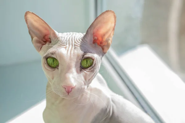 Safkan kedi. Güzel bir hayvan türü. Kılsız bir kedi türü