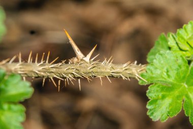 Bir bitkinin dikenli dalı. Yeşil dikenli çimenler. Ormanda bitki yetiştirmek.