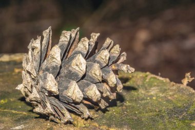 Çam ormanında koni. Yakından güzel çarpma. Çam kozalağı