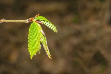 Bahar yaprakları kapanıyor. Genç yaprak. Ormanda yeşil yaprak