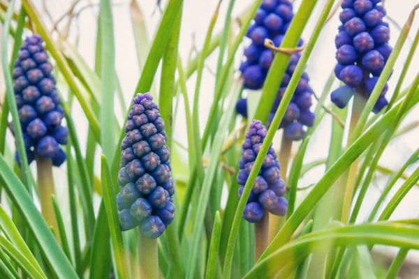 Blue Beautiful Flower Garden Spring Flower Gentle Plant — Stock Photo, Image