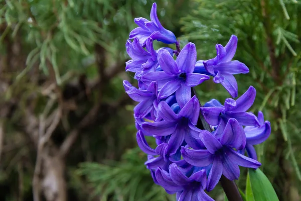 Blue Beautiful Flower Color Delicate Fragile Flower Garden Blue Flower — Stock Photo, Image