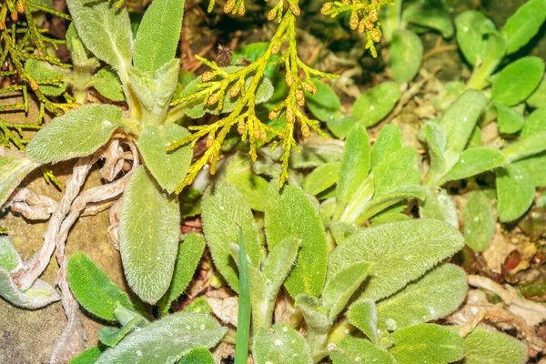 식물의 잎입니다 야외에 가까이 — 스톡 사진