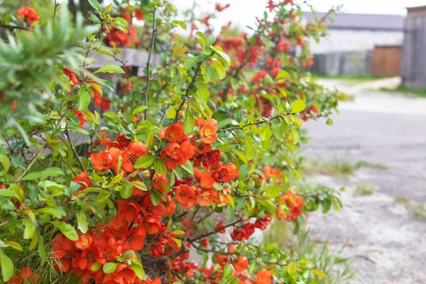 Kırmızı çiçekli yeşil çalı bitkisi. Çitin yanındaki kırmızı çalı
