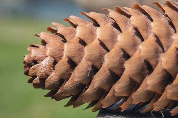 Spruce Cone Close Forest Cone Detailed Image Cone — Zdjęcie stockowe